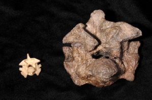 The fossilised vertebra of titanoboa. WTF!