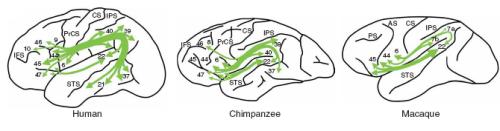 A Schematic summary of tractography results for humans, chimpanzees and macaques (Rilling et al., 2008). Notice the more extensive projections in the human brain.